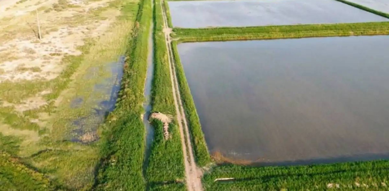 Қызылорда облысында 15 мың гектардан астам егістік жер қалпына келтірілді