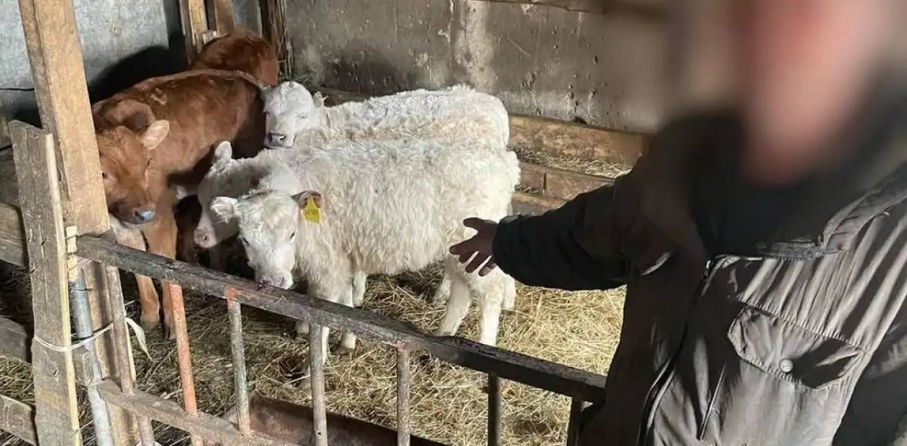 СҚО-да серіктестіктегі бұзауларды шаруашылық қызметкерлері ұрлаған