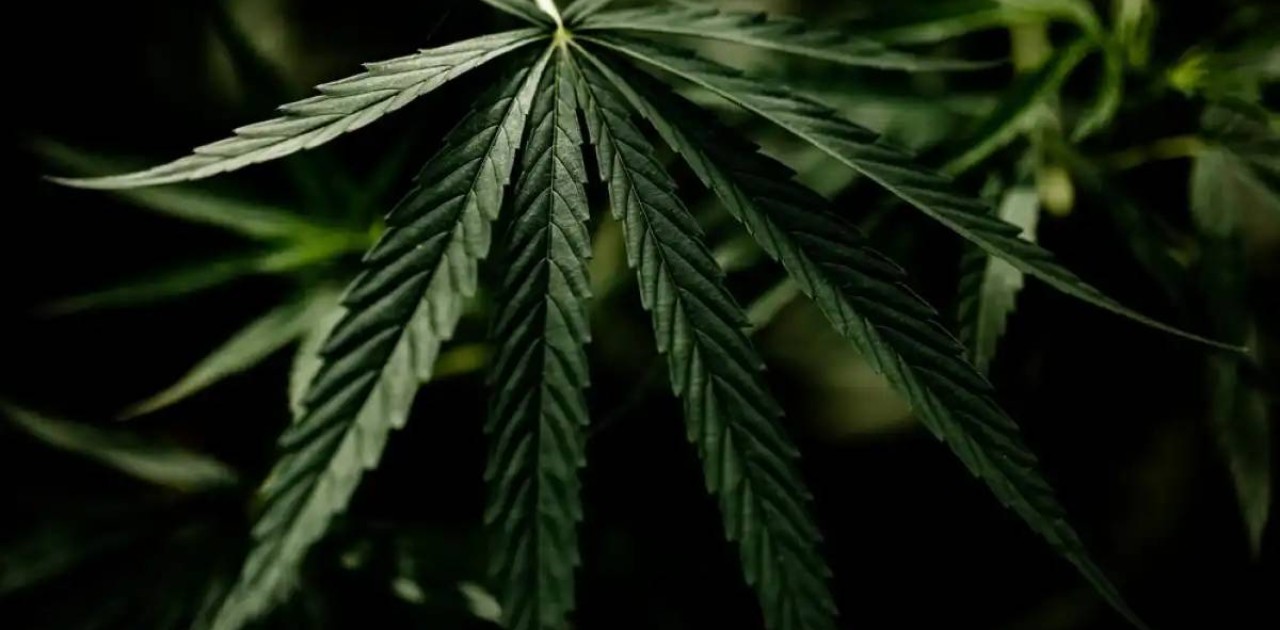 Ақмола облысының тұрғыны жасырын марихуана өсіру зертханасын ұйымдастырғаны үшін сотталды