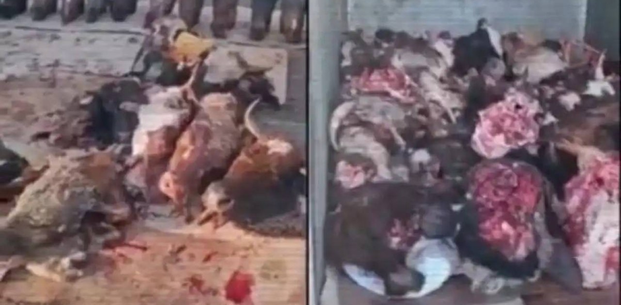 Полицейлер 13 заңсыз мал сою цехын анықтады (ВИДЕО)