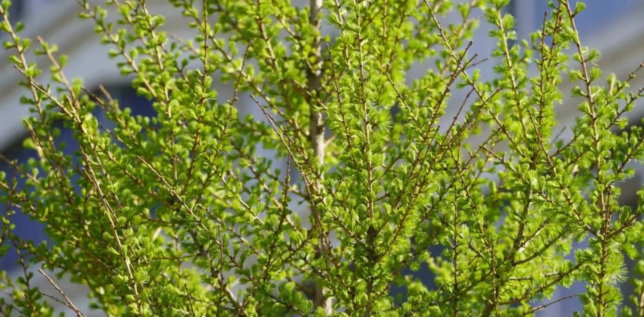 Мамыр айына арналған ауа райы болжамы жарияланды