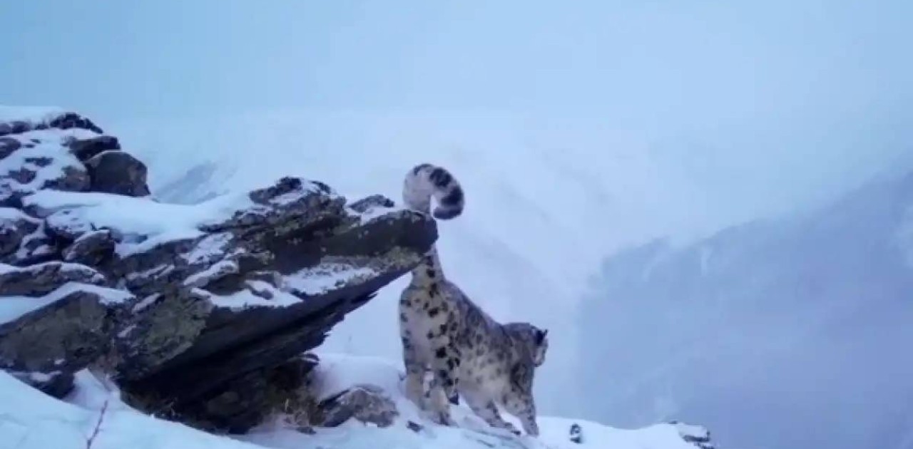 Катонқарағай ұлттық паркінде қар барысы фототұзаққа түсіп қалды