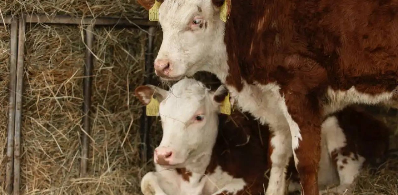 Ақтөбе облысында ірі қарадан қауіпті індет анықталды