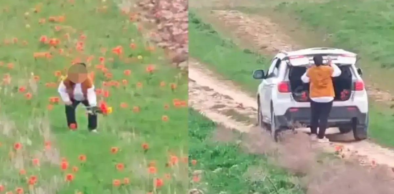 «12 тал қызғалдақ үшін»: Экология министрі гүл жұлған әйелге 12 млн теңге айыппұл салуға қатысты пікір білдірді