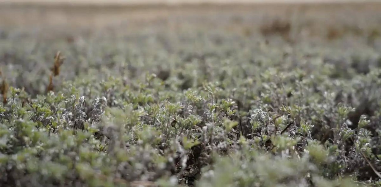 Алдағы күндері ауа райы қандай болады