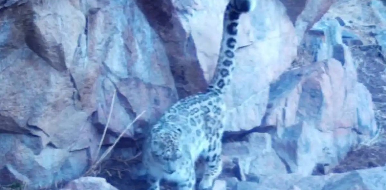 «Іле-Алатау» ұлттық паркінде қар барысы фототұзаққа түсті