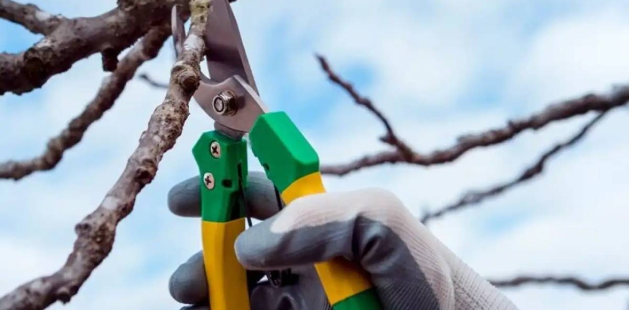 Атырау облысында әкімдік қызметкері ағаштан құлап, жарақат алған