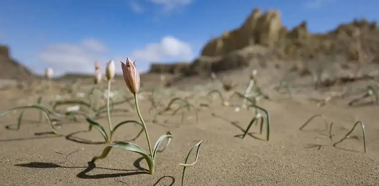 Маңғыстау даласында сирек кездесетін соғды қызғалдағы гүлдеді