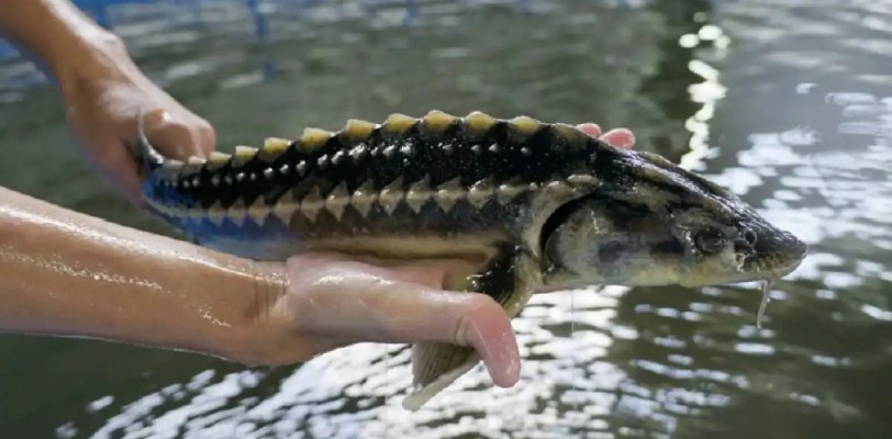 Елімізде балық шаруашылығын жем-шөппен қамтамасыз ету мәселесі қалай шешілуде