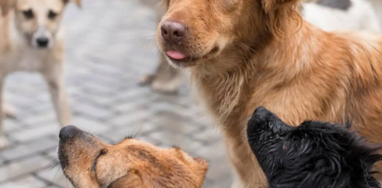 Атыраулықтар қаңғыбас иттердің көбейіп кеткеніне алаңдап отыр