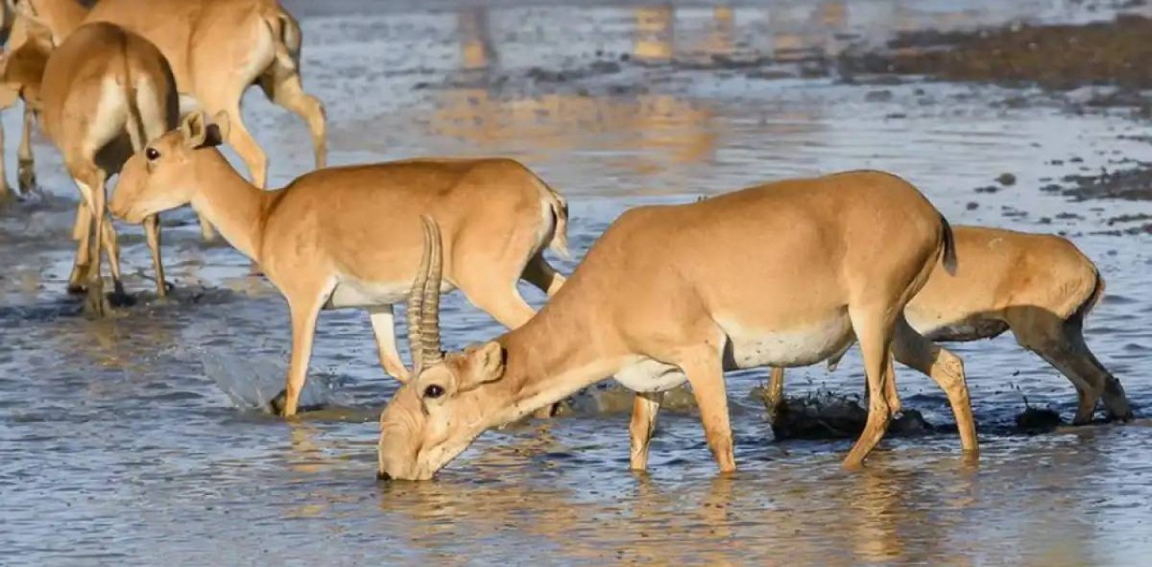 Елімізде ақбөкендер саны қалай реттеледі