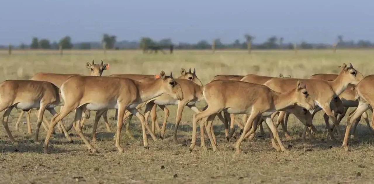 Қазақстан Қытайға 1500 киік тарту етеді