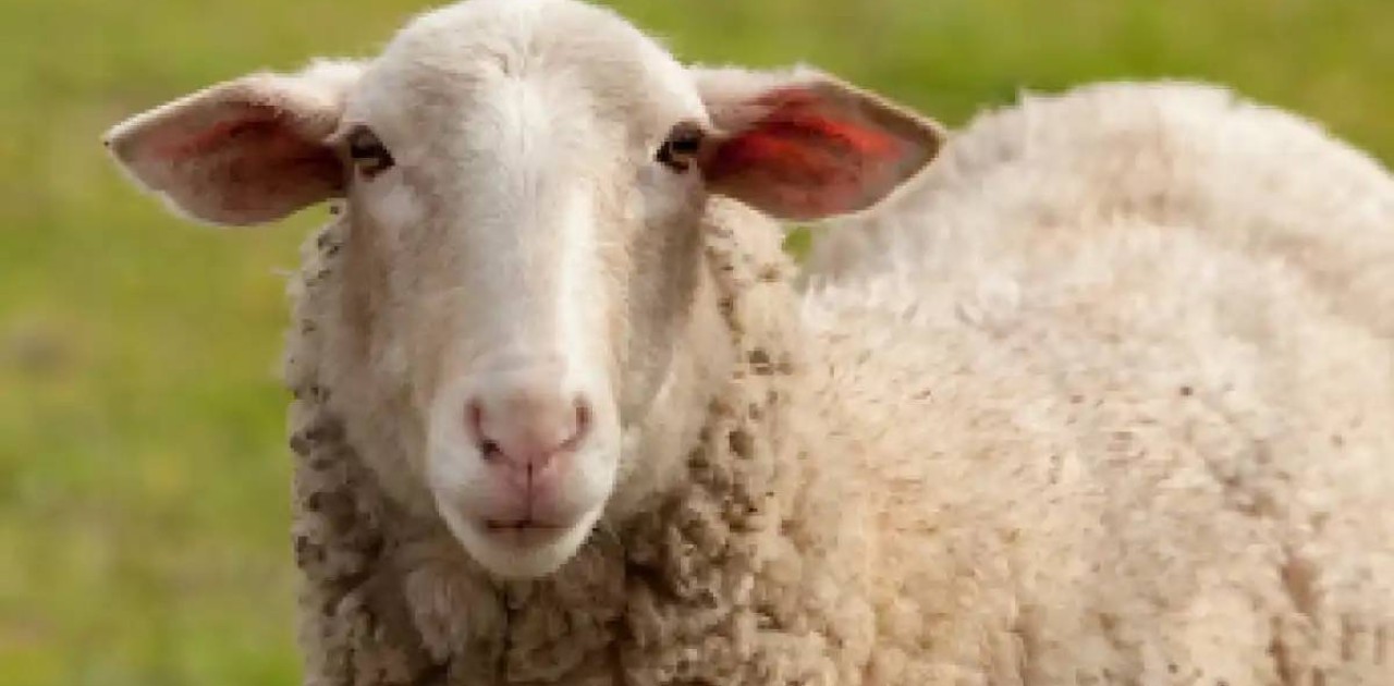 Министр малды заңсыз сатқандарды қылмыстық жауапкершілікке тартуды ұсынды