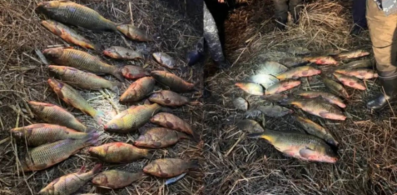 Атырауда 70 келіден астам заңсыз ауланған балық тәркіленді