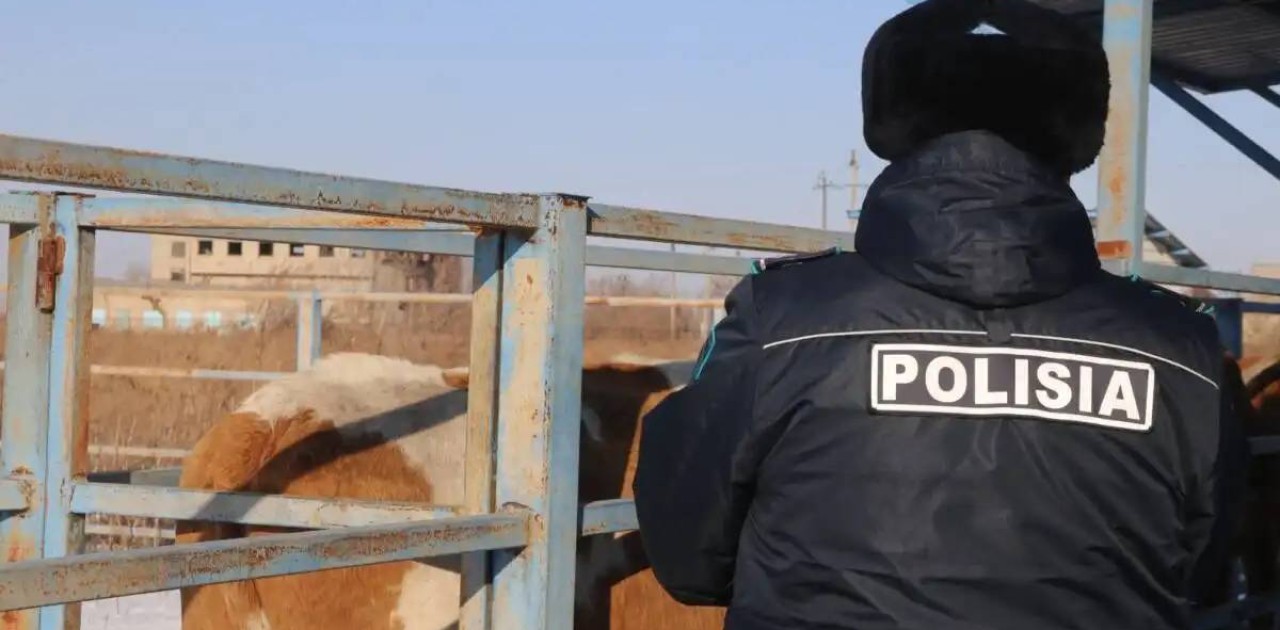 Астанада үш жасырын ет өңдеу цехы анықталды