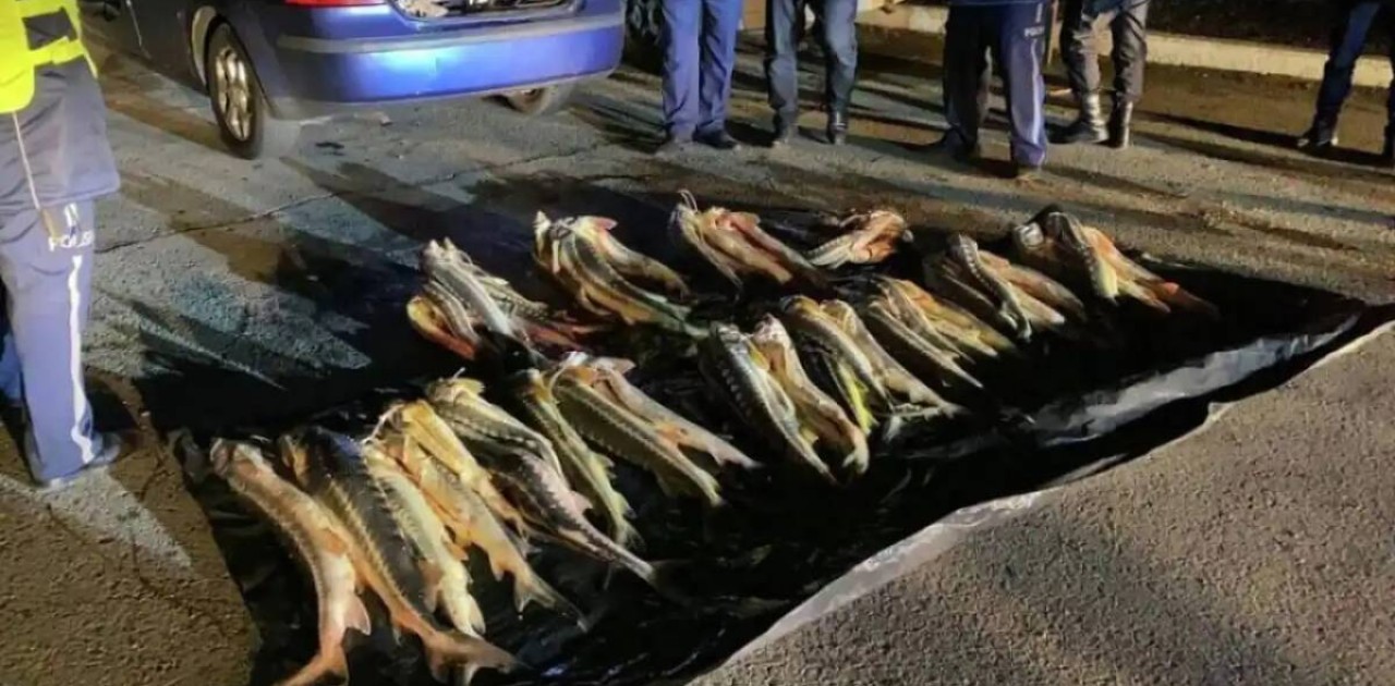 Маңғыстауда екі тоннаға жуық бекіре балығы тәркіленді