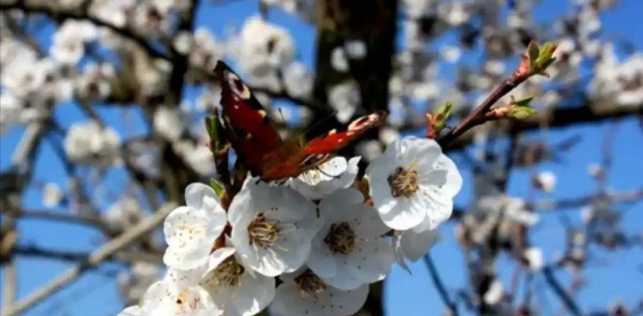 Наурыз мейрамында қазақстандықтар қанша күн демалады