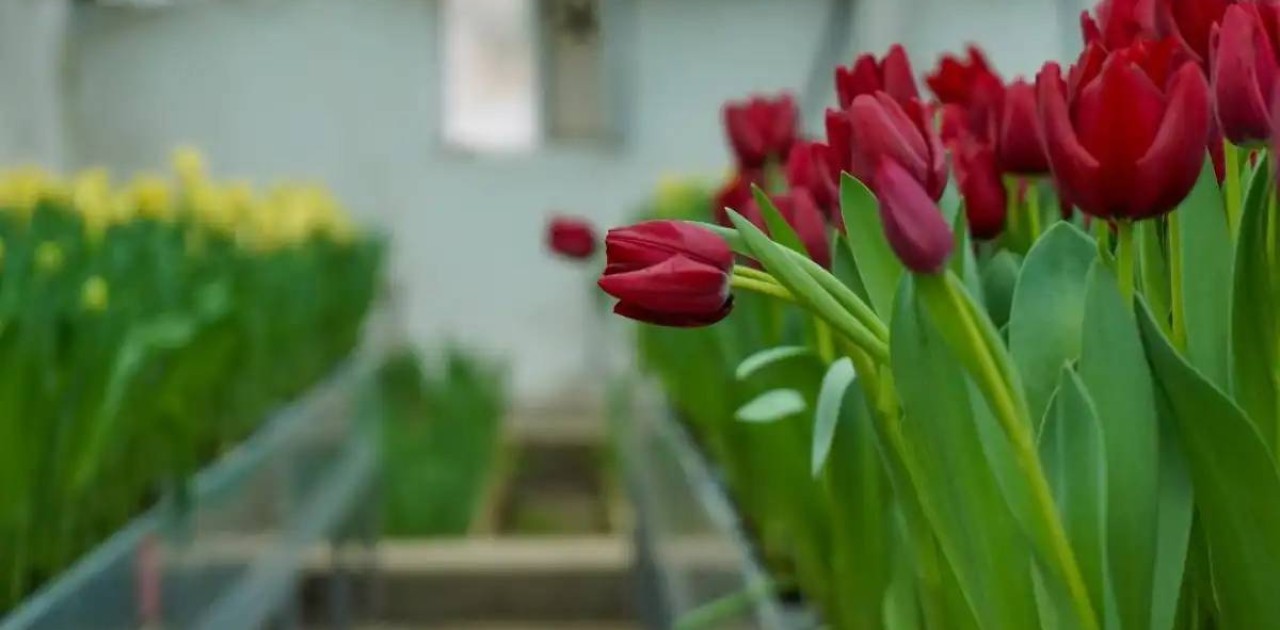 Ахмет Ясауи университетінің ботаникалық бағында қызғалдақтар гүлдеді