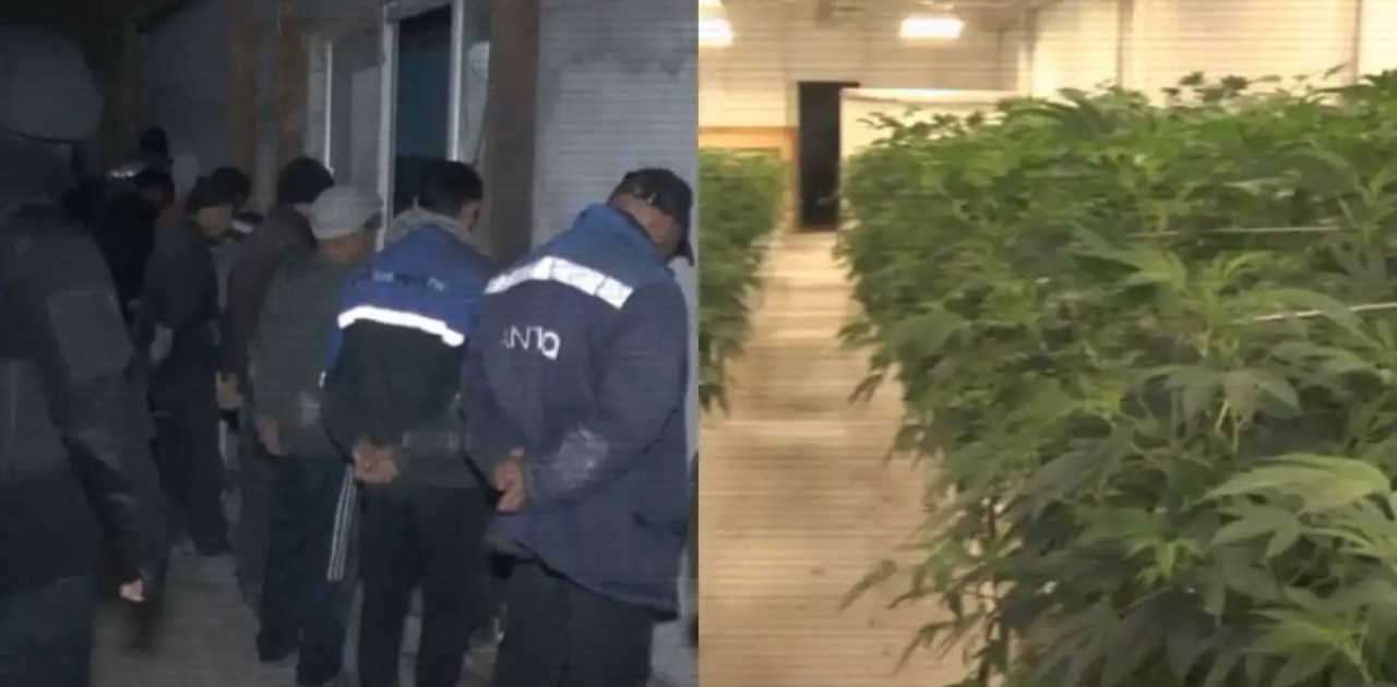 ІІМ балық шаруашылығы ретінде жасырылған есірткі бизнесін жойды