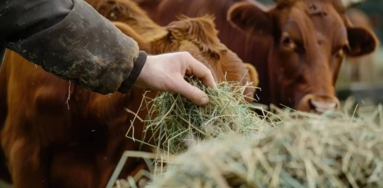 Түркістан облысының тұрғыны жоқ ірі қара үшін 203 млн теңге субсидия алған