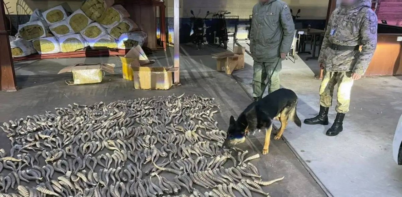 Киік мүйізін шетелге әкетпек болғандар ұсталды