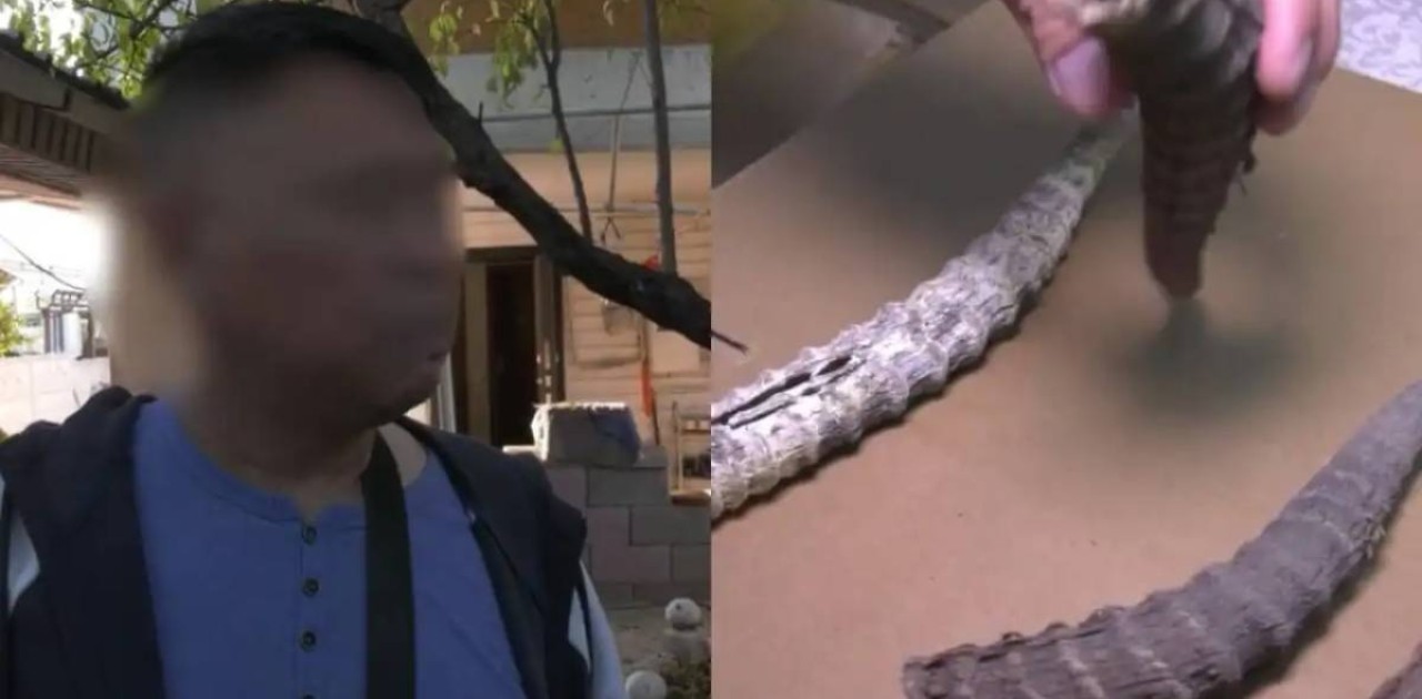 Алматыда Қытай азаматынан 4,5 мыңға жуық ақбөкен мүйізі тәркіленді