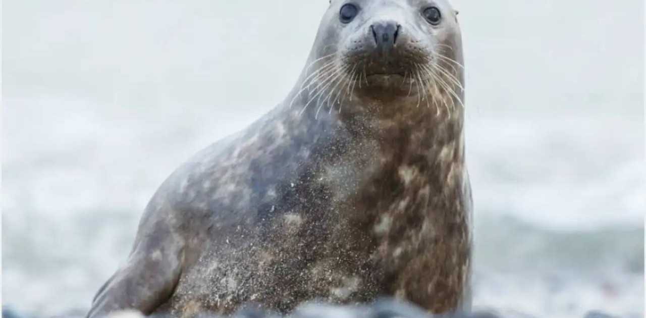 Ғылыми мақсаттар үшін сирек кездесетін су жануарлары сатып алынады