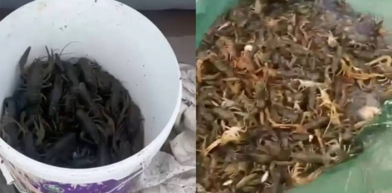 Ақтөбе облысында екі күдікті 45 келіге жуық шаянды заңсыз аулаған