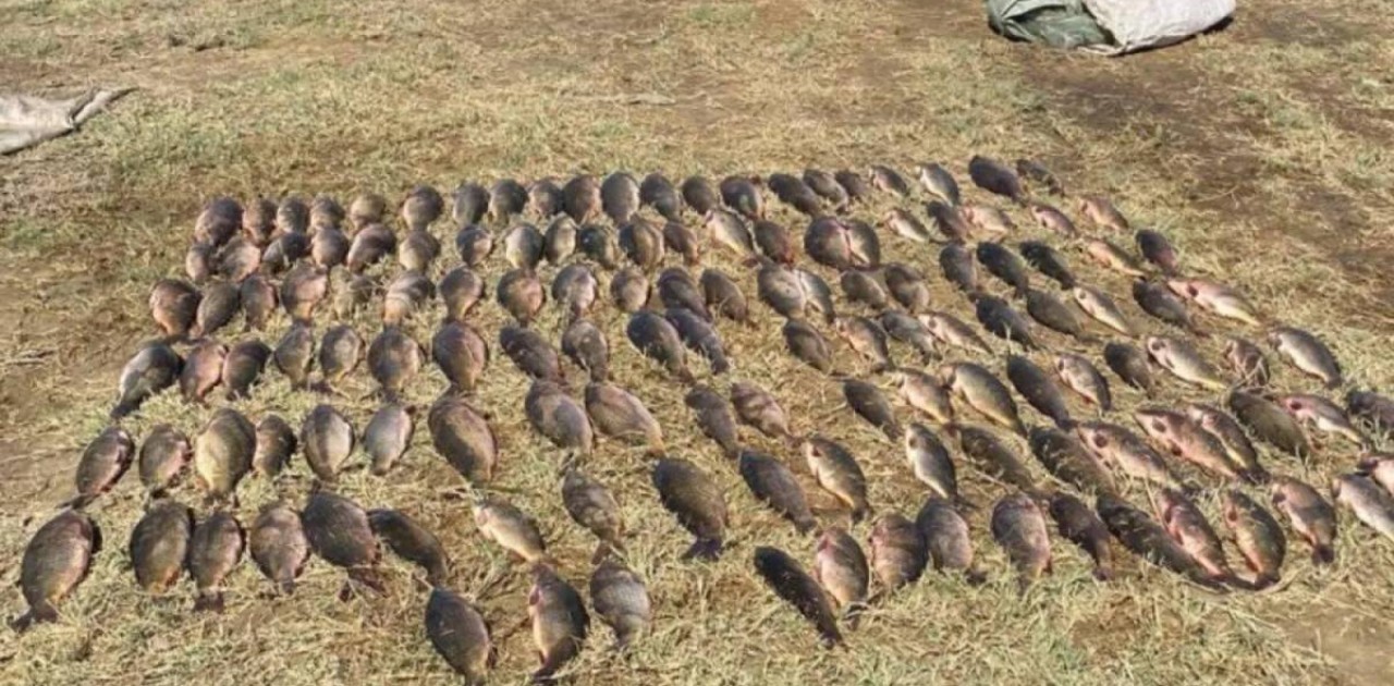 Ақтөбе облысының тұрғынынан заңсыз ауланған 75 келі сазан тәркіленді