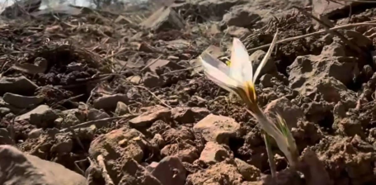 Елдің оңтүстігінде бәйшешек гүлдеді (видео)