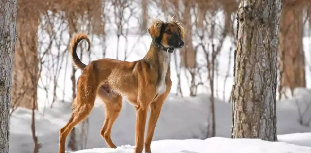 Елімізде жаңа мереке күні пайда болады