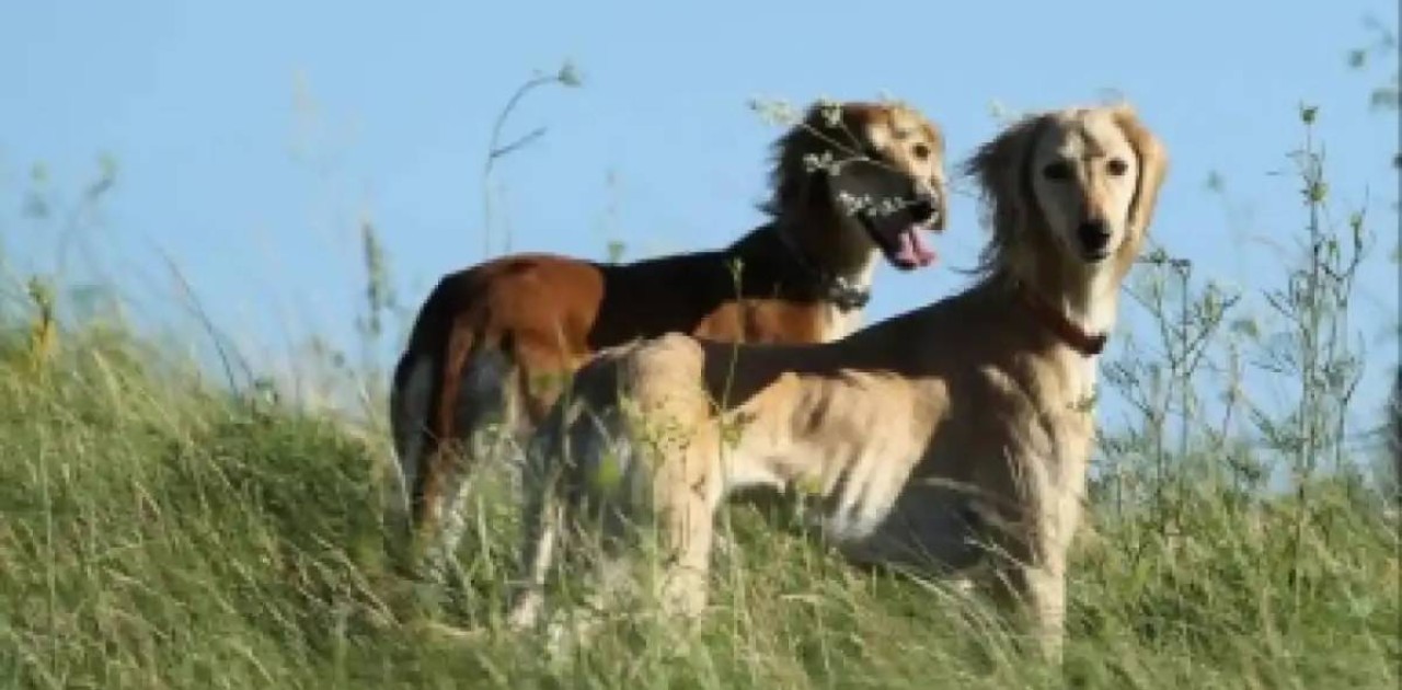 Тазының қанын бұзғандарды жауапкершілікке тарту ұсынылды