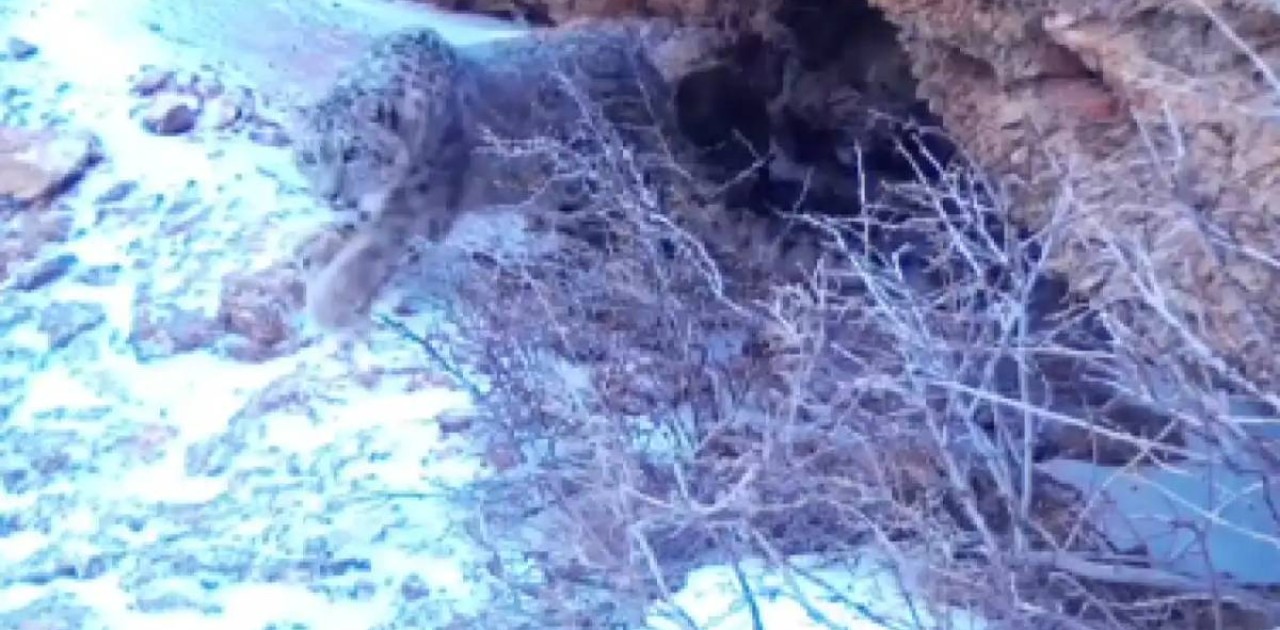 Сайрам-Өгем ұлттық паркінің аумағында қар барысы фототұзаққа түсіп қалды