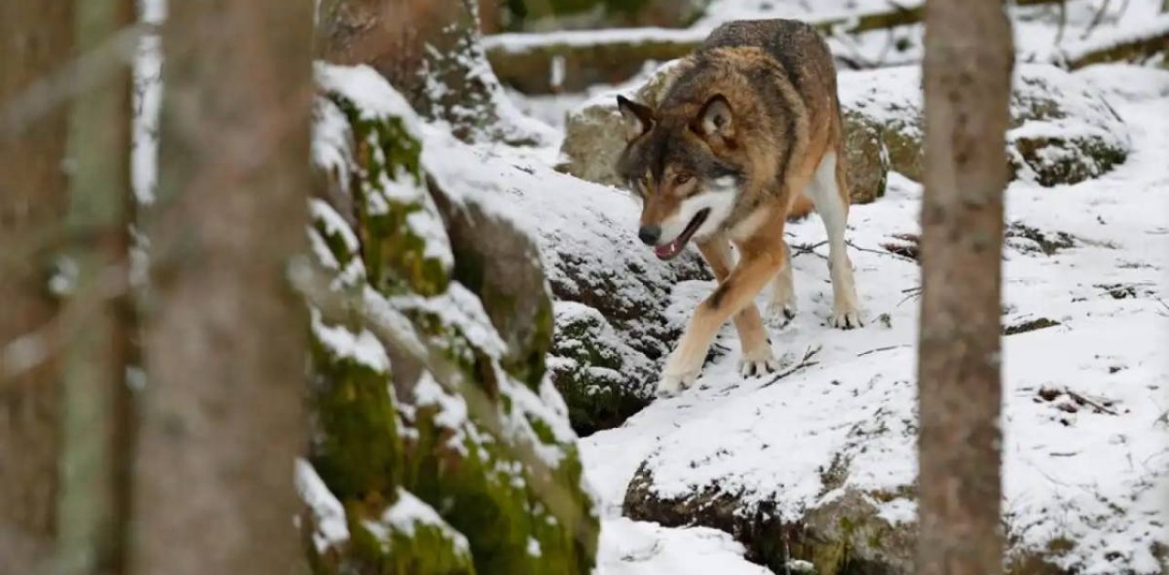 Елімізде қасқыр аулауға рұқсат берілді