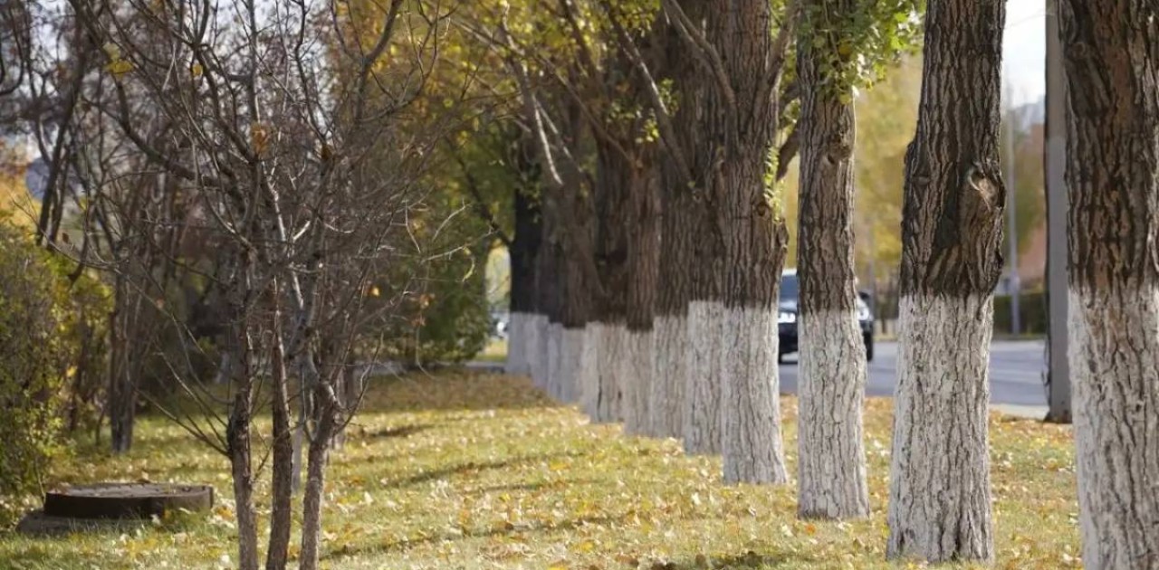 Жоғары технологиялар орманды және қоршаған ортаны қорғауға қалай көмектеседі