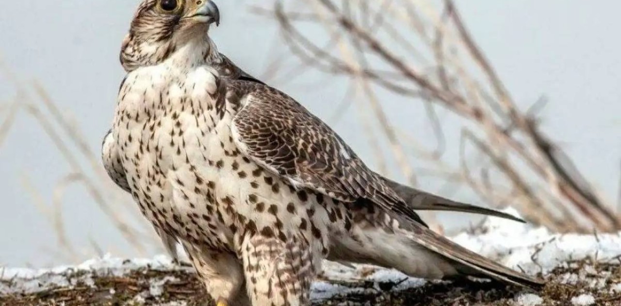 Ителгі құсын көбейту орталығын құру ұсынылды