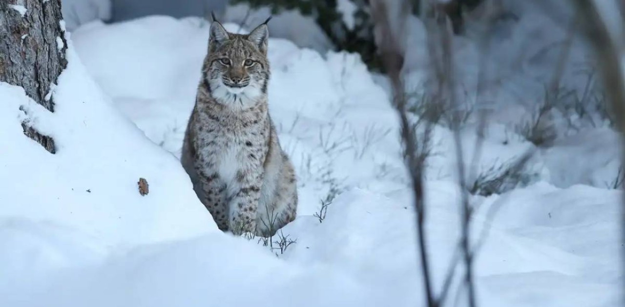 Елімізде барыстардың саны 2 есеге артты