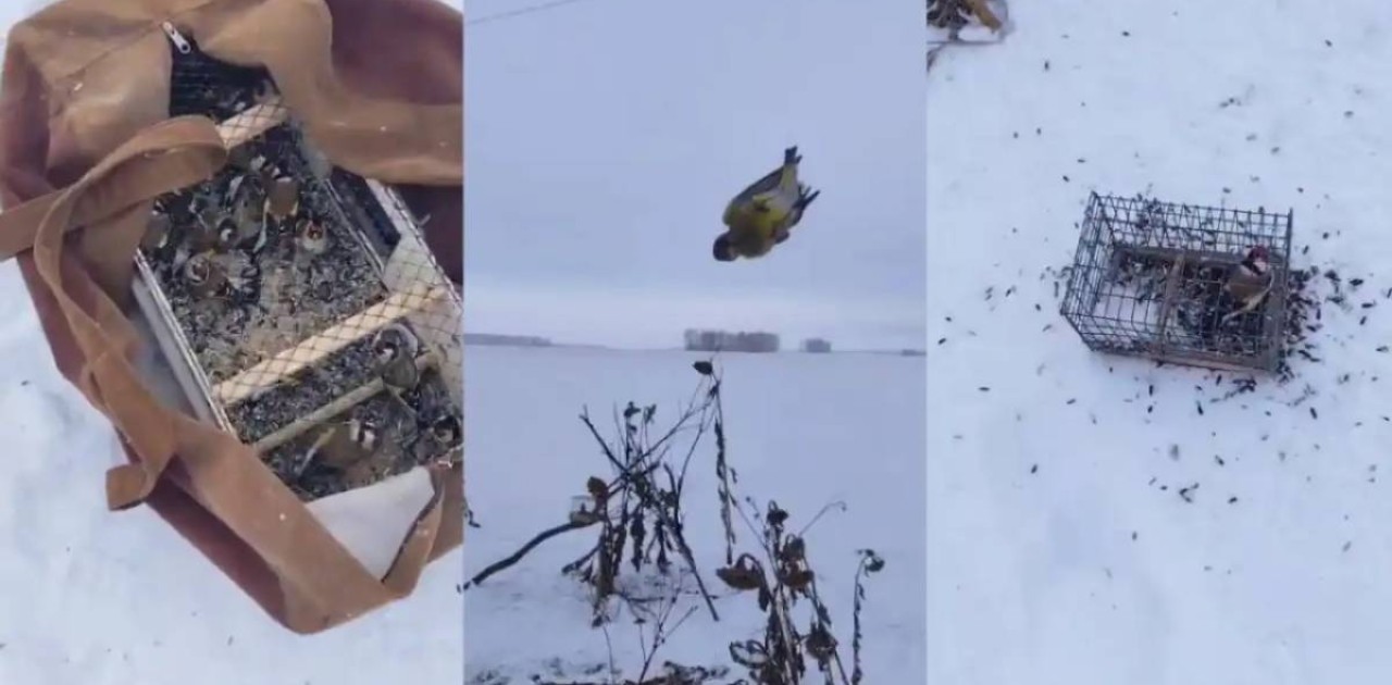 Қызыл кітапқа енген торғайды заңсыз аулаған елордалық ұсталды