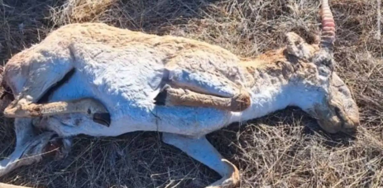 Атырау облысында киік қырылып жатыр