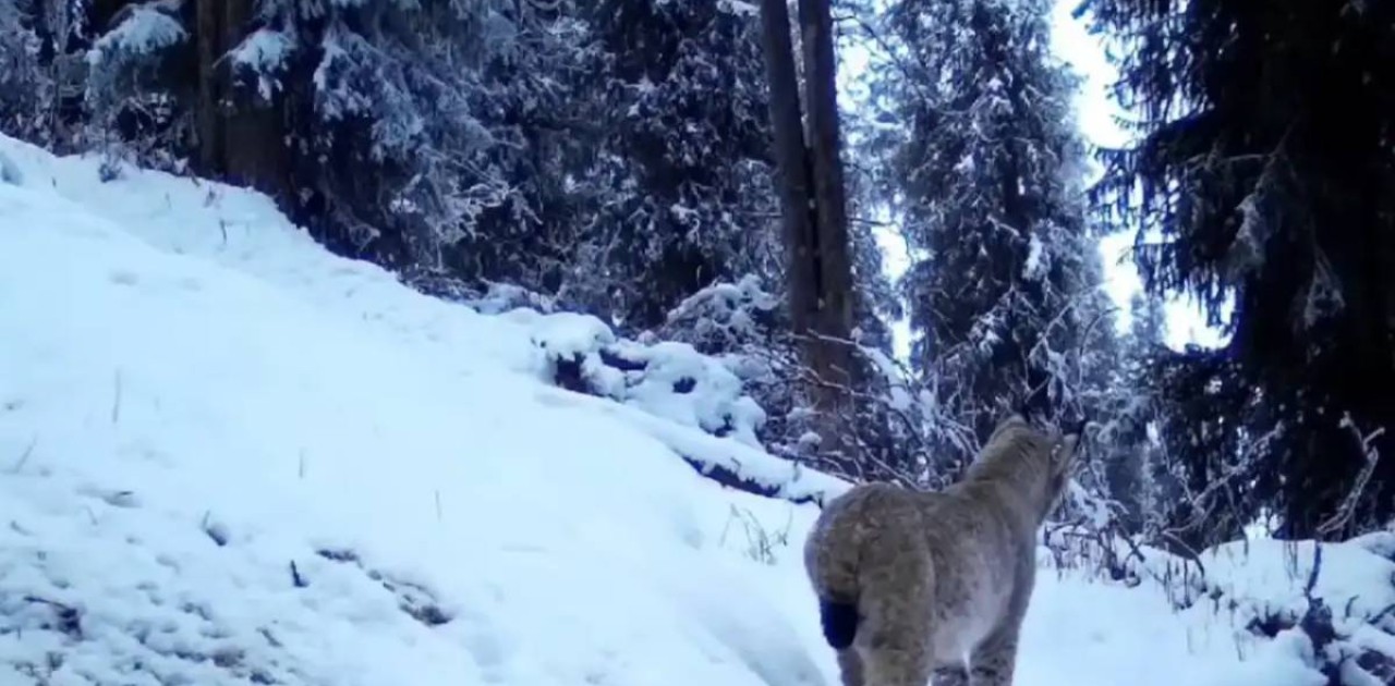 Көлсай көлдерінде қар барысы мен Түркістан сілеусіні фототұзаққа түсіп қалды