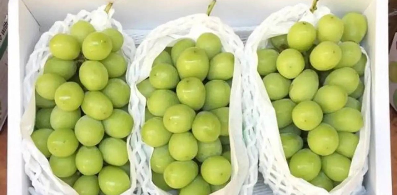 «Шайн мускат» жүзімінде ағзаға зиянды зиянкес табылған жоқ – АШМ