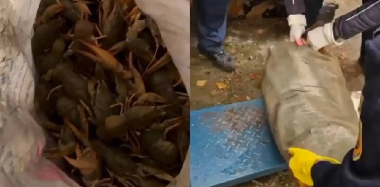 ШҚО-да 240 келіден астам тірі шаянды заңсыз тасымалдаған күдікті ұсталды