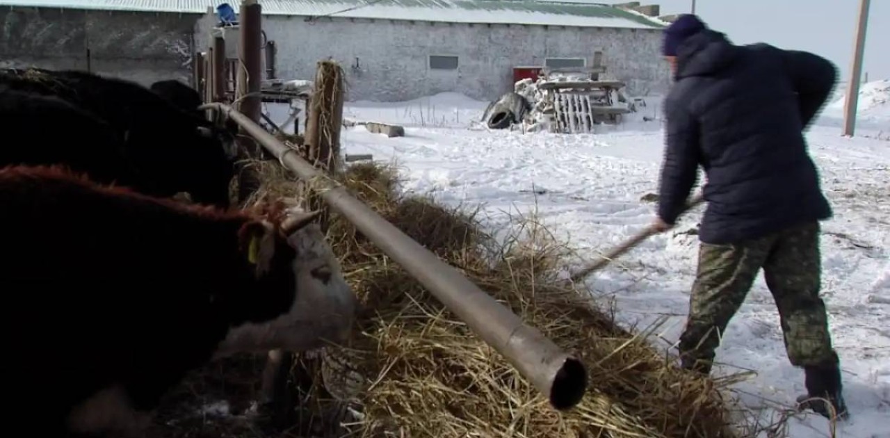 Елімізде сиыр азайып жатыр, ет күрт қымбаттауы мүмкін