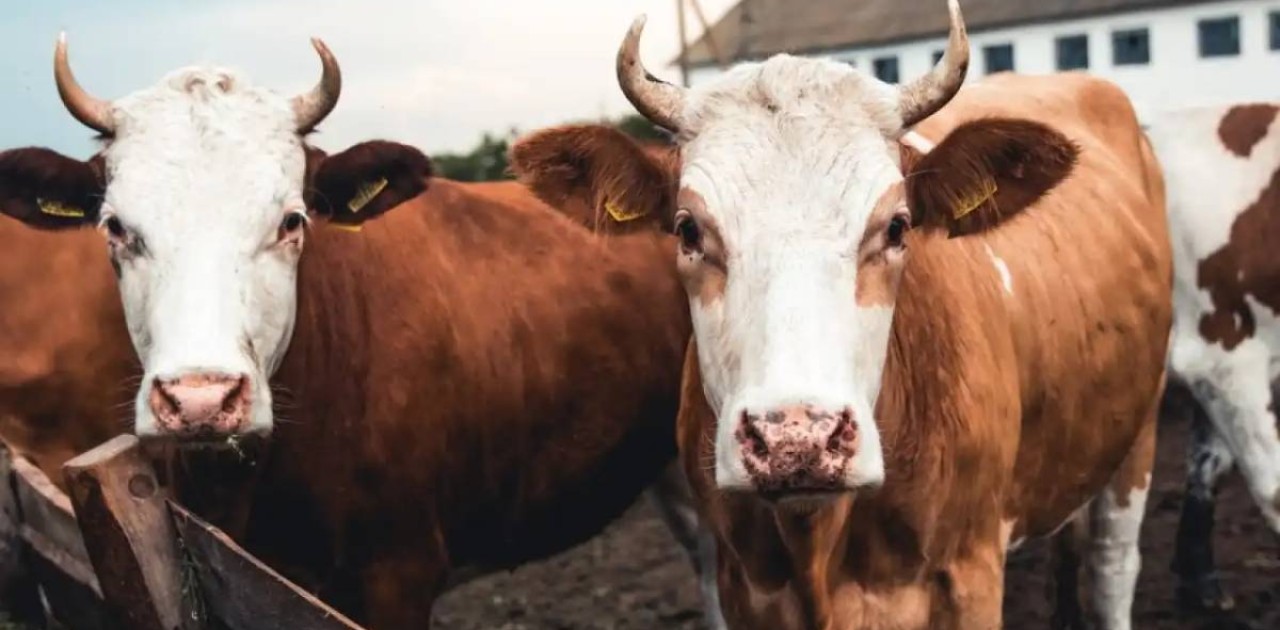 Атырау облысында полицейлер жоғалған 70 малды иелеріне тауып берді