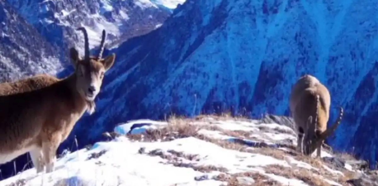 Қатонқарағайда фототұзаққа сирек жануарлар ілікті