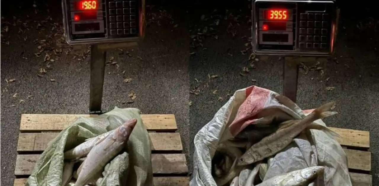 Полицейлер 50 келіден астам заңсыз ауланған балықты тәркіледі