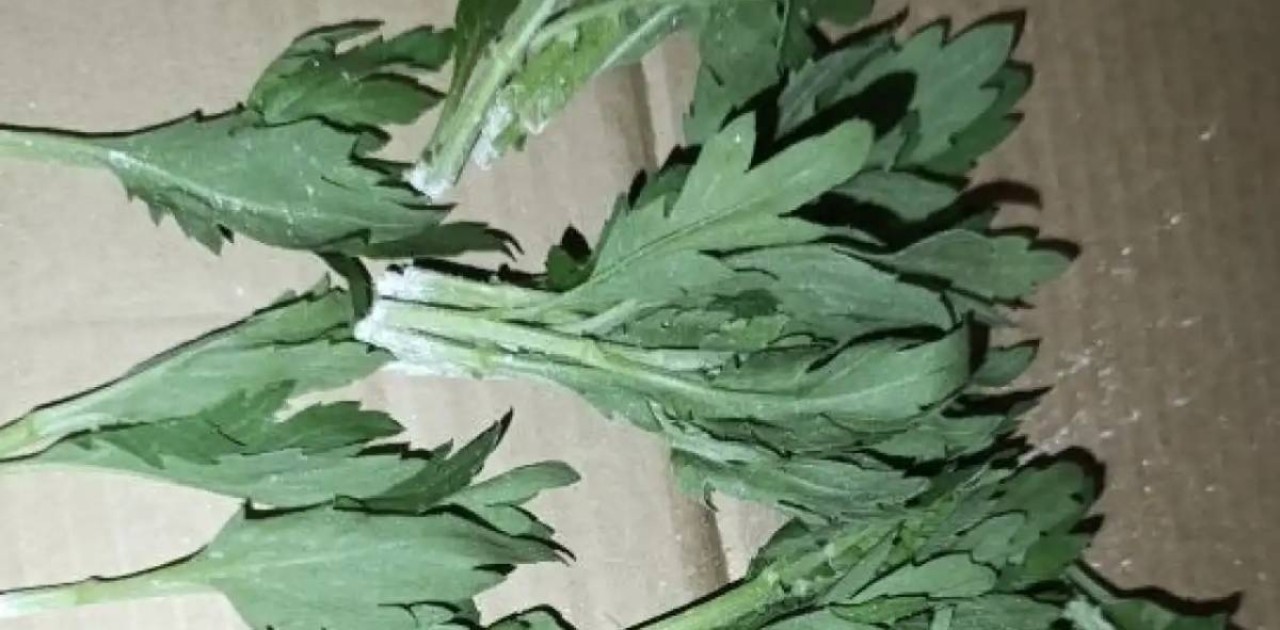 160 мыңға жуық хризантема Нидерландыға қайтарылды