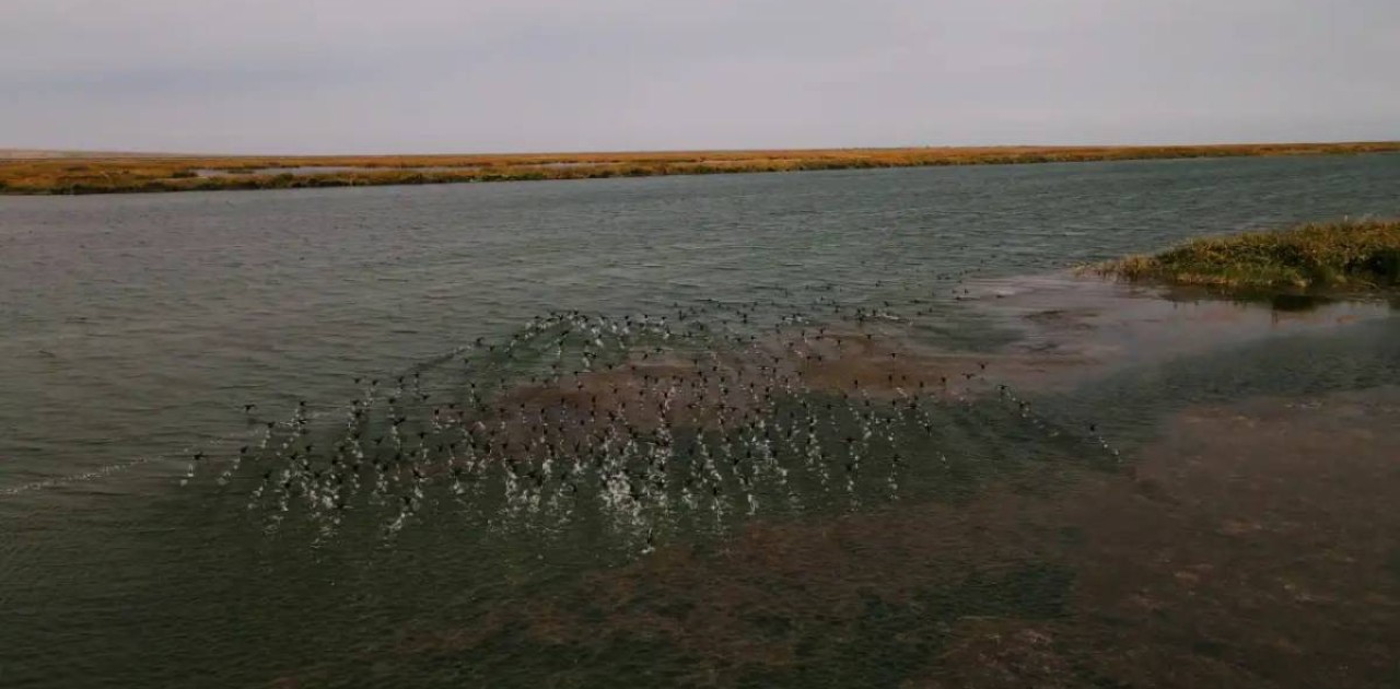 Солтүстік Арал теңізінің су көлемі 22 млрд текше метрге жетті