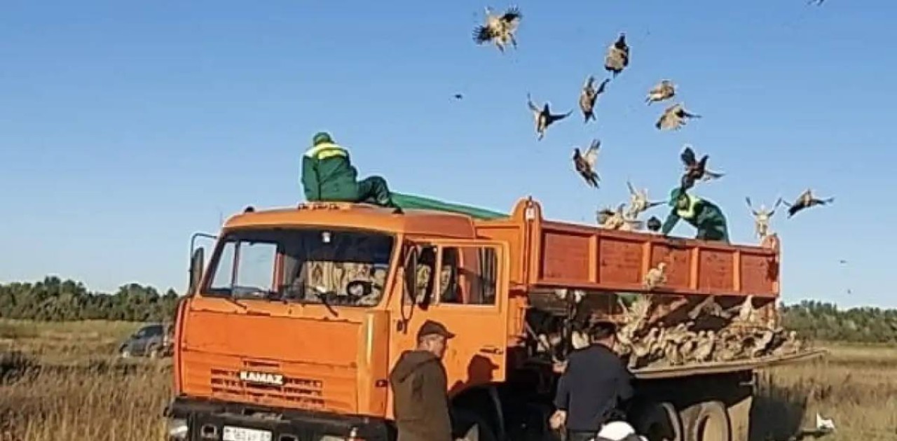 Астананың жасыл белдеуіне 750 қырғауыл жіберілді