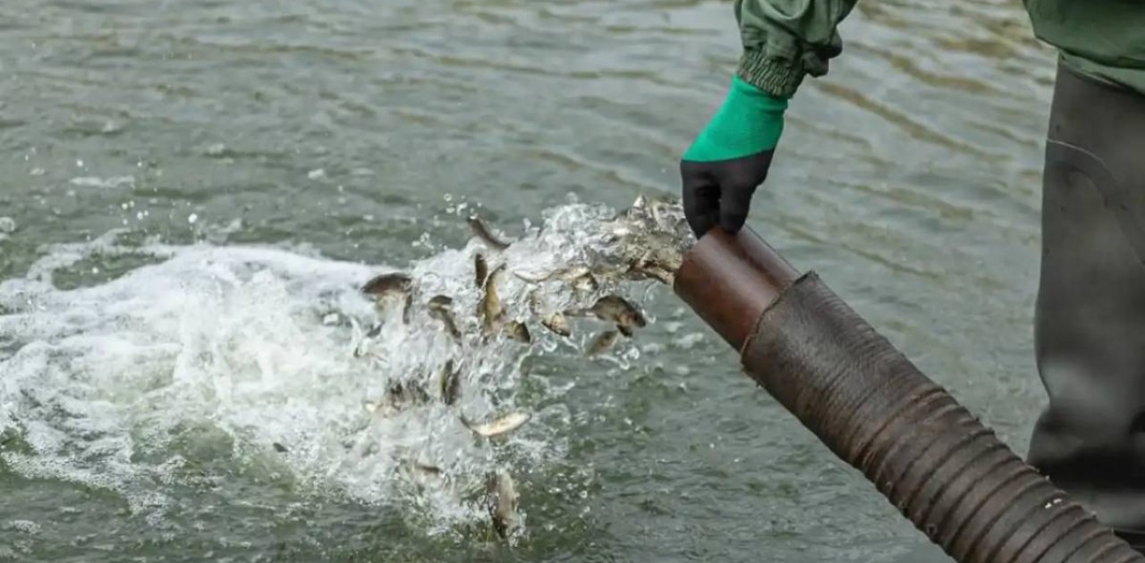 Есіл өзеніне 250 мың балық шабағы жіберілді